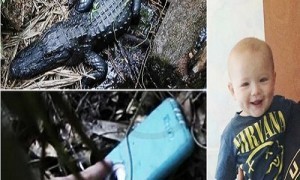 Man Retrieves Apple iPhone from Alligator